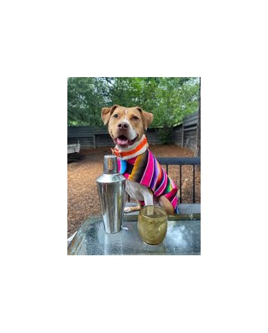 Pet Serape Hoodie Poncho
