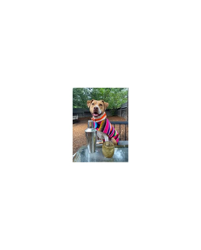 Pet Serape Hoodie Poncho