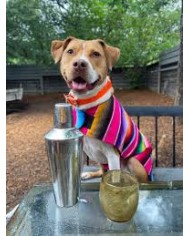 Pet Serape Hoodie Poncho