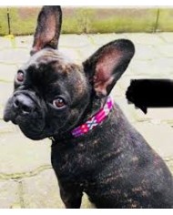 Pet Artisan Leather Collar